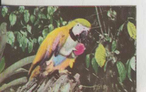 Cromos: La Naturaleza y sus maravillas numero 009