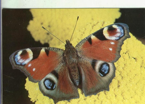 Postal 001824: Mariposa
