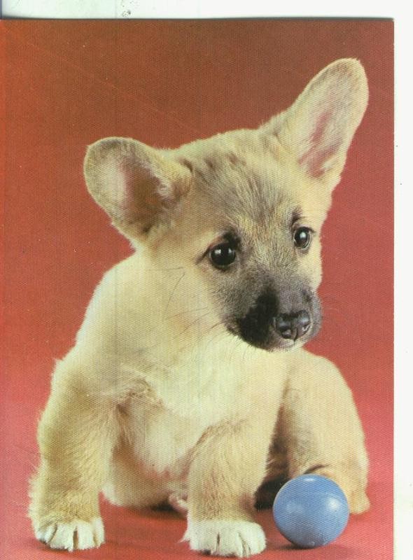 Postal 001075: Perro