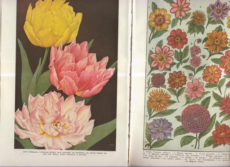 Las reinas del jardin: Las flores