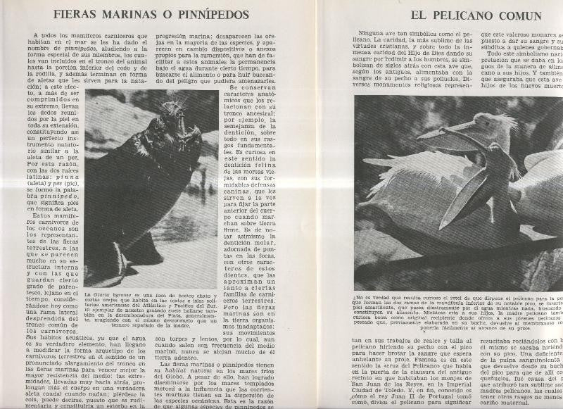 Fieras marinas o pinnipedos