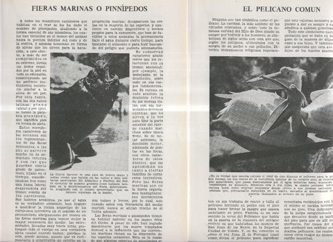 Fieras marinas o pinnipedos