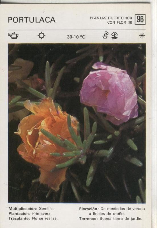 Postal 000596: Ficha Jardineria plantas de exterior numero 96: Portulaca