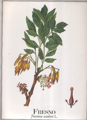 Lamina Planta medicinal: Fresno