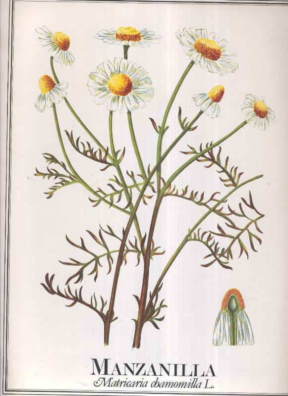 Lamina Planta medicinal: Manzanilla