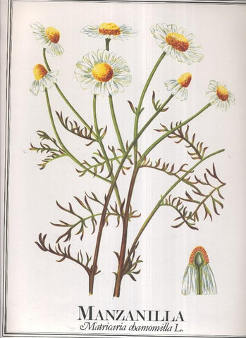 Lamina Planta medicinal: Manzanilla