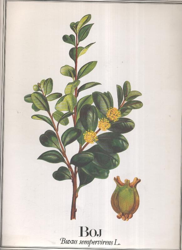 Lamina Planta medicinal: Boj
