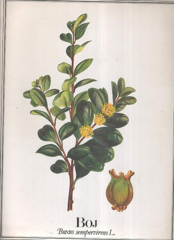 Lamina Planta medicinal: Boj