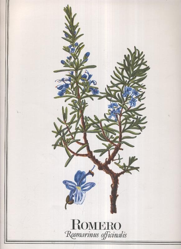 Lamina Planta medicinal: Romero