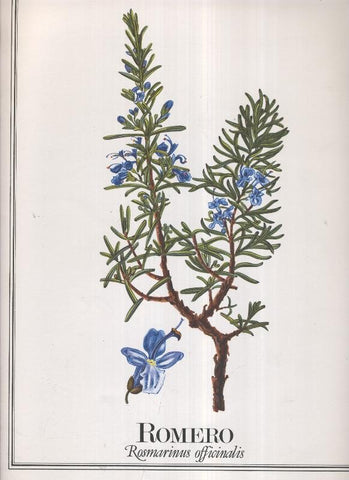 Lamina Planta medicinal: Romero