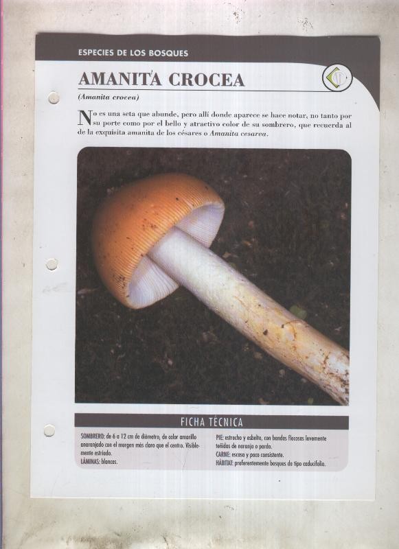 Bolets ficha 001: Amanita Crocea (amanita crocea)