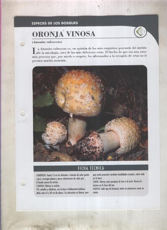 Bolets ficha 002: Oronja vinosa (amanita rubescens)