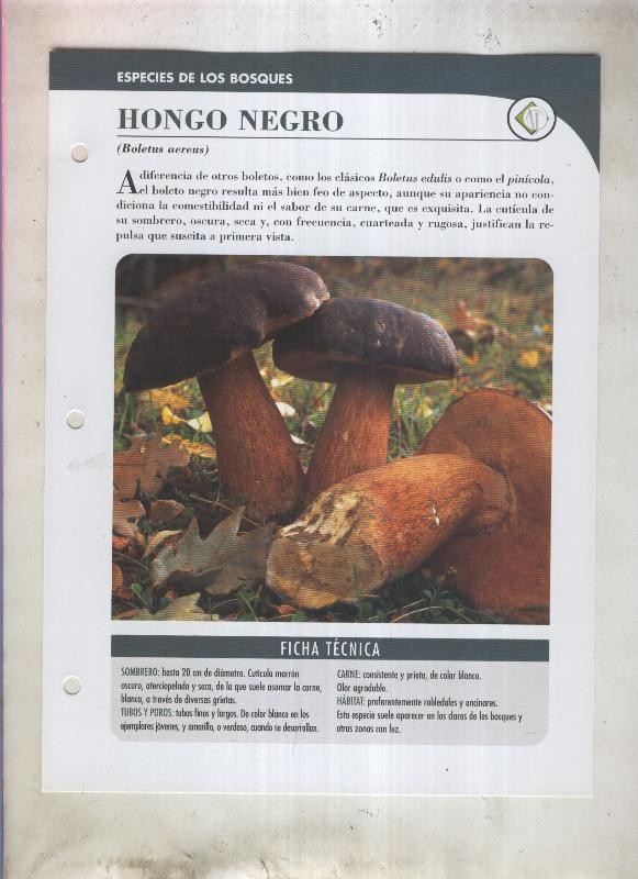 Bolets ficha 003: Hongo negro (Boletus aereus)