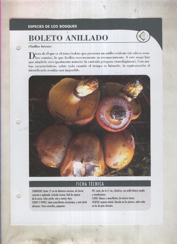 Bolets ficha 004: Boleto anillado (suillus luteus)