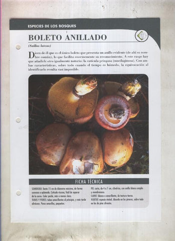 Bolets ficha 004: Boleto anillado (suillus luteus)