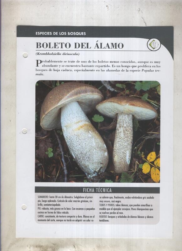Bolets ficha 005: Boleto del alamo (Krombholziella diriuscula)