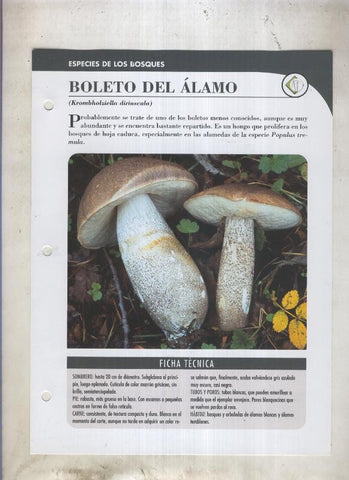 Bolets ficha 005: Boleto del alamo (Krombholziella diriuscula)