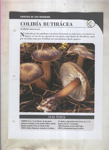 Bolets ficha 006: Colibia Butiracea (Collybia butyracea)