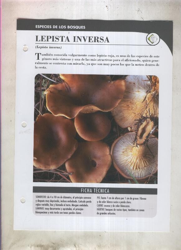 Bolets ficha 007: Lepista Inversa (Lepista inversa)