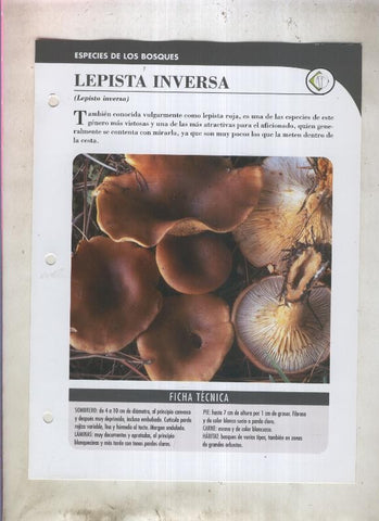 Bolets ficha 007: Lepista Inversa (Lepista inversa)
