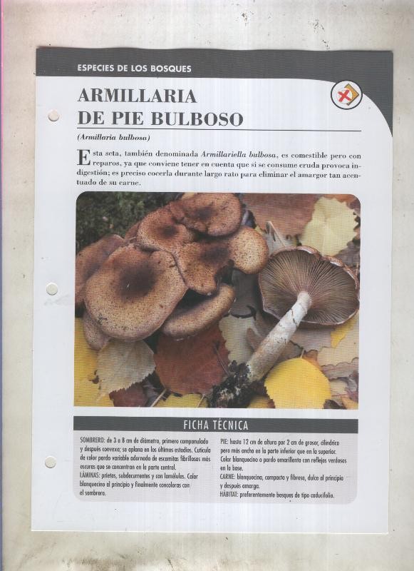 Bolets ficha 008: Armillaria de pie bulboso (armillaria bulbosa)