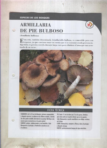Bolets ficha 008: Armillaria de pie bulboso (armillaria bulbosa)