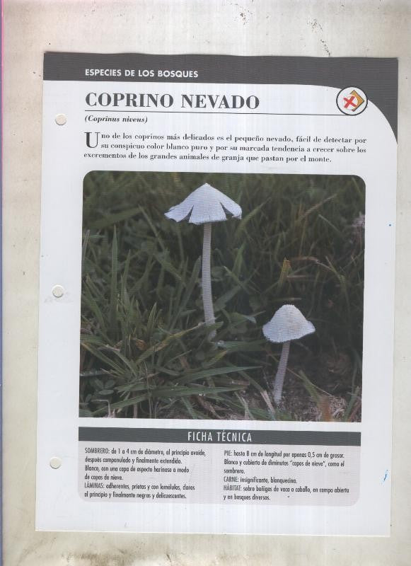 Bolets ficha 009: Coprino nevado (coprinus niveus)