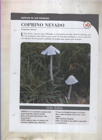 Bolets ficha 009: Coprino nevado (coprinus niveus)