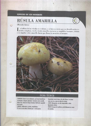 Bolets ficha 010: Rusula Amarilla (Russula lutea)