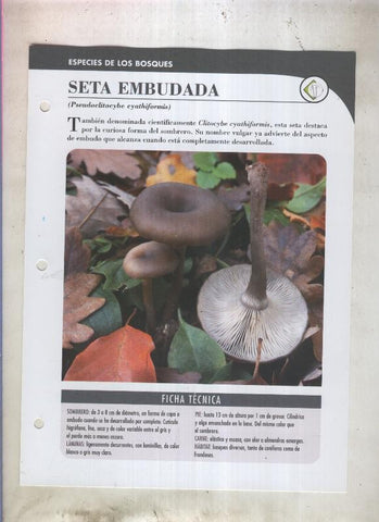 Bolets ficha 011: Seta embudada (Pseudoclitocybe cyathiformis)