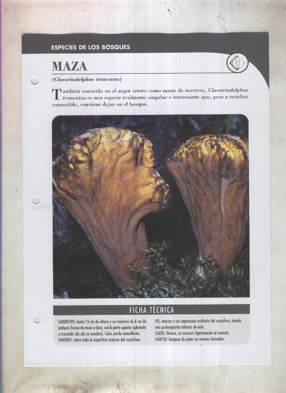 Bolets ficha 013: Maza (clavariadelphus truncatus)