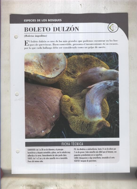 Bolets ficha 014: Boleto dulzon (Boletus impolitus)