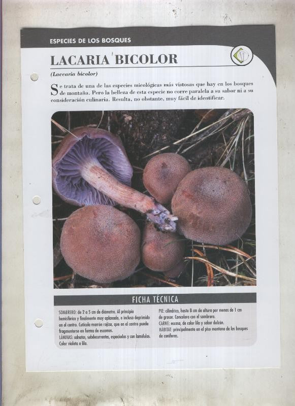 Bolets ficha 015: Lacaria Bicolor (laccaria bicolor)