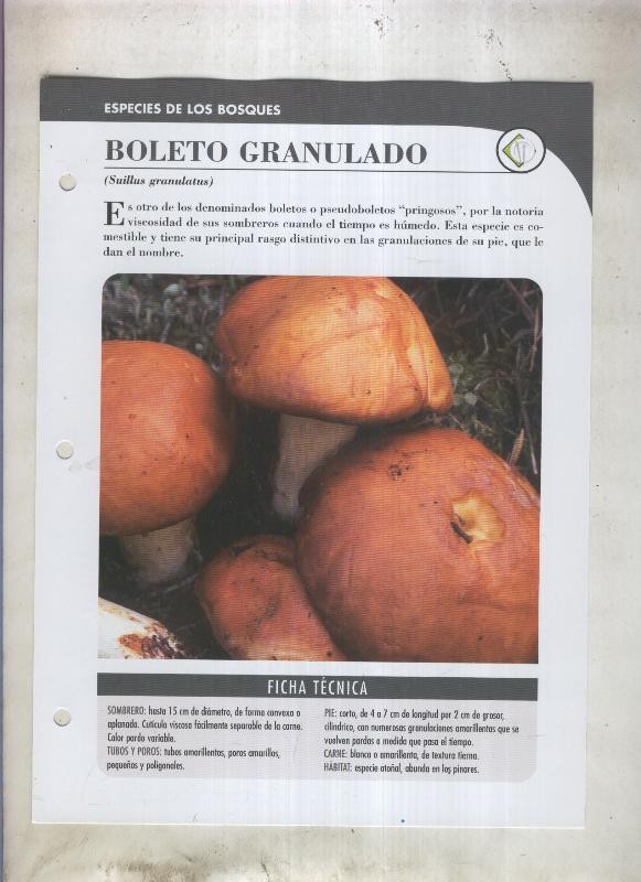 Bolets ficha 016: Boleto granulado (suillus granulatus)
