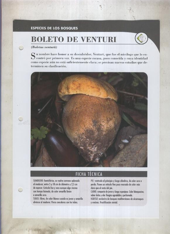 Bolets ficha 017: Boleto de venturi (Boletus venturii)