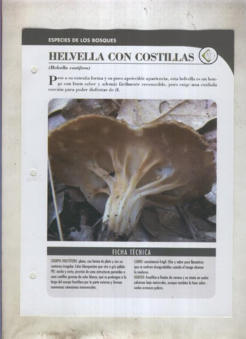 Bolets ficha 018: Helvella con costillas (Helvella costifera)