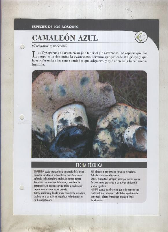 Bolets ficha 020: Camaleon azul (Gyrporus cyanescens)