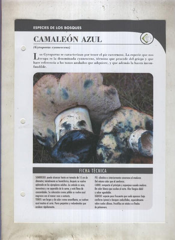 Bolets ficha 020: Camaleon azul (Gyrporus cyanescens)