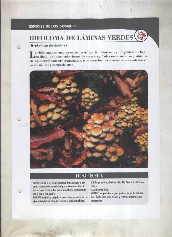 Bolets ficha 021: Hifoloma de laminas verdes (Hypholoma fasciculare)