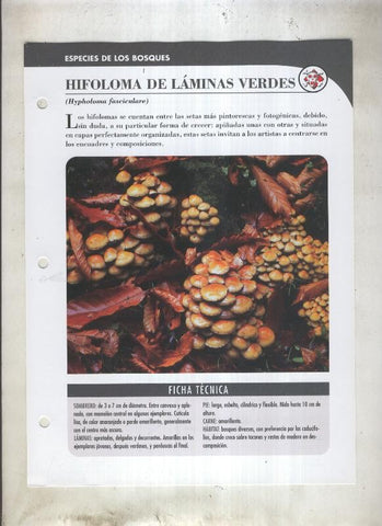 Bolets ficha 021: Hifoloma de laminas verdes (Hypholoma fasciculare)