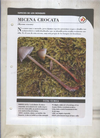 Bolets ficha 022: Micena Crocata (Mycena crocata)