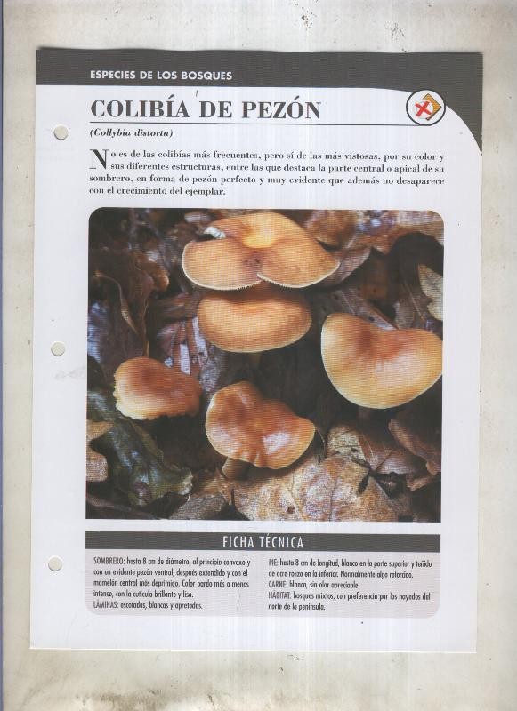 Bolets ficha 023: Colibia de Pezon (Collybia distorta)