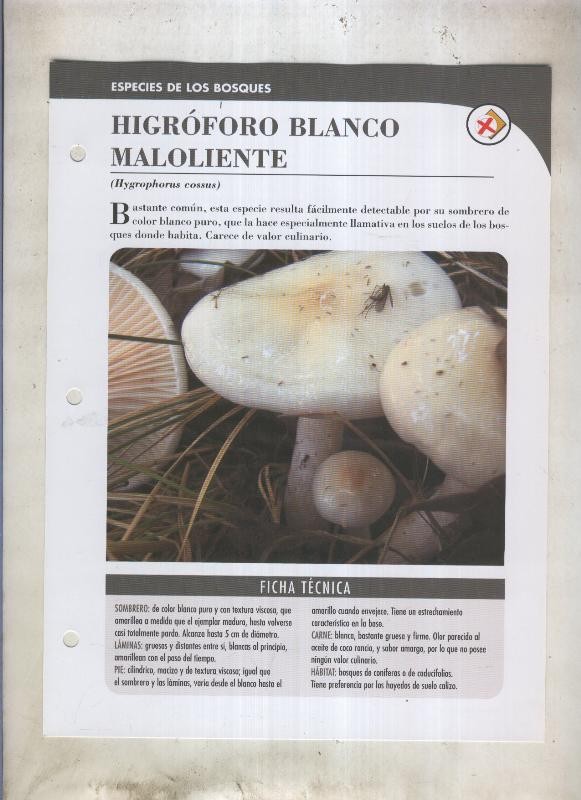 Bolets ficha 027: Higroforo blanco maloliente (Hygrophorus cossus)