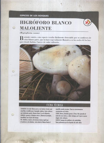 Bolets ficha 027: Higroforo blanco maloliente (Hygrophorus cossus)