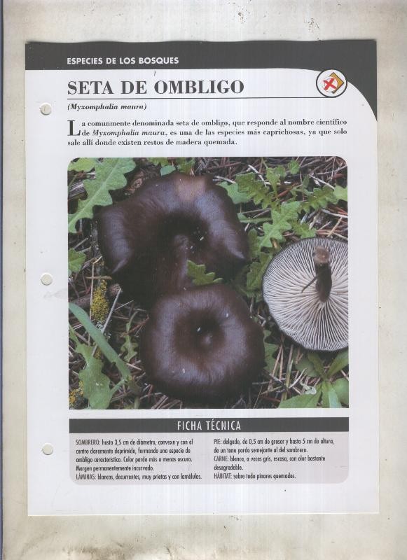 Bolets ficha 029: Seta de ombligo (Myxomphalia maura)