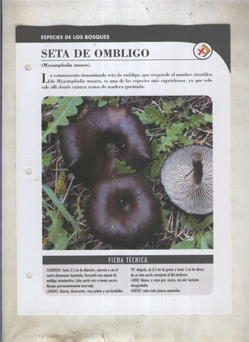 Bolets ficha 029: Seta de ombligo (Myxomphalia maura)