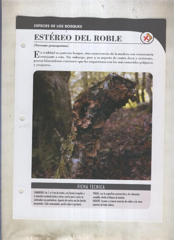 Bolets ficha 030: Estereo del roble (Stereum gausapatum)