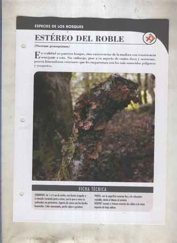 Bolets ficha 030: Estereo del roble (Stereum gausapatum)