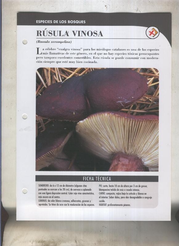 Bolets ficha 032: Rusula vinosa (Russula xerampelina)