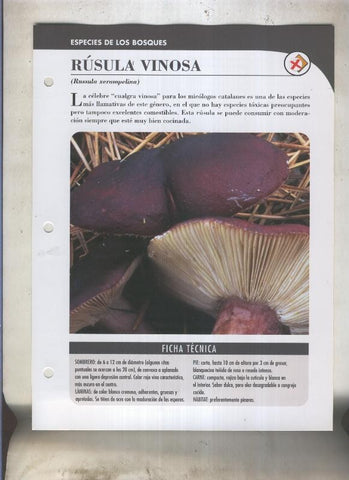 Bolets ficha 032: Rusula vinosa (Russula xerampelina)